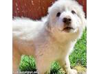 Adopt Pablo in TN - Gentle & Mellow Pup! a Great Pyrenees