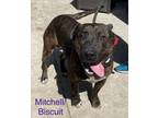 Adopt Marshall H-3 HOLD a Pit Bull Terrier