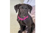 Adopt Maxx a Black Labrador Retriever, Rottweiler