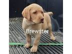 Brewster