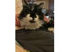 Adopt Moby a Domestic Long Hair, Maine Coon