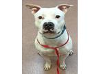 Adopt LOBO a American Staffordshire Terrier, Mixed Breed