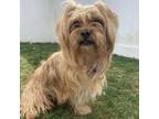 Adopt 16137 a Yorkshire Terrier