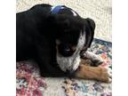 Adopt Murphy a Bluetick Coonhound