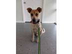 Adopt Moby a Cattle Dog, Pointer