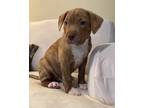 Adopt Virag a American Staffordshire Terrier