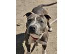 Adopt Crater a Pit Bull Terrier, Mixed Breed