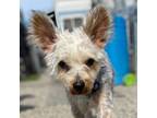 Adopt Baxter McTavish a Yorkshire Terrier