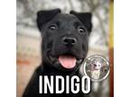 Adopt Indigo a Australian Shepherd, Husky