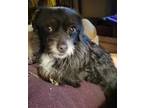 Adopt Snoopy a Yorkshire Terrier, Pug