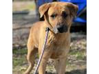 Adopt Old Man Summer a Shepherd, Black Mouth Cur