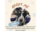 Adopt Duke a Australian Cattle Dog / Blue Heeler