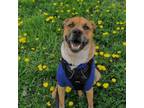 Adopt Deeno a German Shepherd Dog, Australian Cattle Dog / Blue Heeler