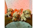 Vizsla Puppy for sale in Boyertown, PA, USA