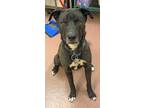 Adopt DIESEL a Black - with White American Staffordshire Terrier / Labrador