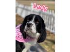 Adopt Lady a Black Cocker Spaniel / Mixed dog in Louisville, OH (37625938)
