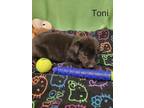 Adopt Toni a Labrador Retriever / Mixed dog in York, SC (37623168)