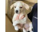 Adopt Hello Bello Bebe a White - with Tan, Yellow or Fawn Australian Cattle Dog
