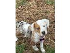 Adopt Zelda a Merle Catahoula Leopard Dog / Mixed dog in Staunton, VA (37627529)