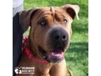 Adopt HUDSON a Tan/Yellow/Fawn Shar Pei / Mixed dog in Tucson, AZ (37627517)