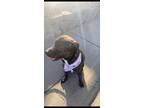 Adopt Apollo a Brown/Chocolate - with White Rottweiler / Great Pyrenees / Mixed