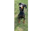 Adopt Reeta a Black Doberman Pinscher / Mixed dog in Grand Prairie