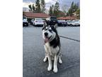Adopt Charcoal a Black - with White Husky / Mixed dog in Pomona, CA (37627327)
