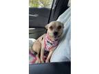 Adopt Peanut a Tricolor (Tan/Brown & Black & White) Dachshund / Beagle dog in