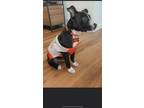 Adopt Oreo a Black - with White American Staffordshire Terrier / Mixed dog in