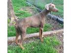 Adopt Pennie a Tan/Yellow/Fawn Doberman Pinscher / Mixed dog in Grand Prairie