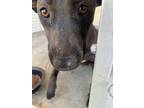 Adopt Marty a Black Labrador Retriever / Mixed dog in Raeford, NC (37626867)