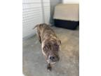 Adopt Jackie a Brindle American Pit Bull Terrier / Mixed dog in Raeford