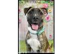 Adopt TRISTAN a Brindle - with White Terrier (Unknown Type