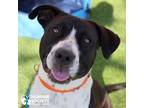 Adopt PEACH a Black - with White Staffordshire Bull Terrier / Mixed dog in