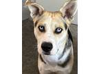 Adopt London a Black - with White German Shepherd Dog / Mixed dog in San Jose