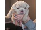 Bulldog Puppy for sale in Iowa City, IA, USA