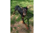 Adopt Licorice a Black Doberman Pinscher / Mixed dog in Grand Prairie