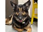 Adopt Mary Jane a German Shepherd Dog dog in Yankton, SD (37626577)