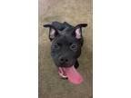 Adopt Luna a Black American Pit Bull Terrier / Mixed dog in Baton Rouge
