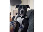 Adopt Linkin a Black - with White Boxer / American Pit Bull Terrier / Mixed dog