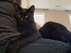 Adopt Lucky a All Black American Shorthair / Mixed (short coat) cat in Wake
