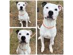 Adopt Thor a White - with Black Pit Bull Terrier / Mixed dog in Stillwater