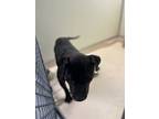 Adopt Junior a Black American Pit Bull Terrier / Mixed dog in Raeford