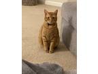 Adopt Cosmo a Orange or Red Tabby American Shorthair / Mixed (short coat) cat in