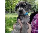 Great Dane Puppy for sale in Buena, NJ, USA