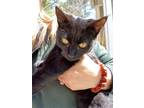 Adopt Drucilla a All Black American Shorthair / Mixed (short coat) cat in