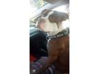 Adopt Cheese a Red/Golden/Orange/Chestnut - with White American Pit Bull Terrier