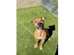 Adopt Heron a Brown/Chocolate American Pit Bull Terrier / Mixed dog in