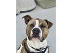 Adopt Moose a Brindle American Pit Bull Terrier / Mixed dog in Aberdeen
