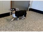 Adopt PJ a Black Dachshund / Corgi / Mixed dog in Gettysburg, PA (37625941)